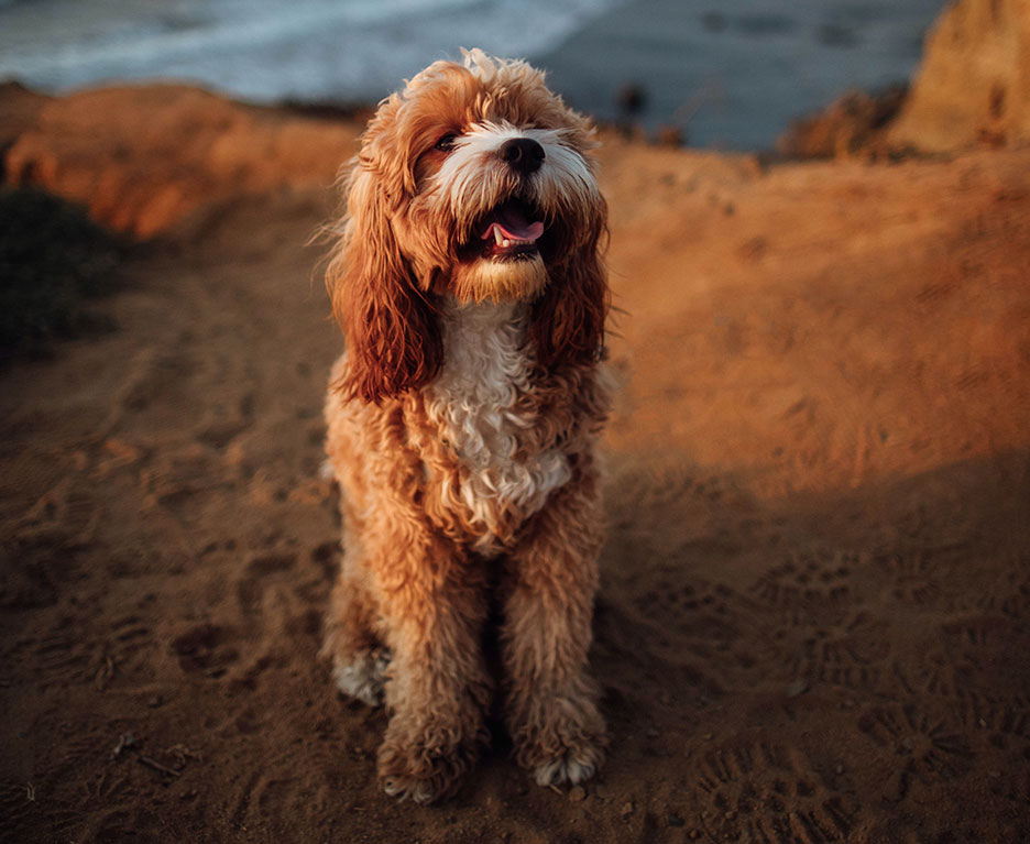 medium-sand-colored-dog-on-the-beach-smiling-and-sitting