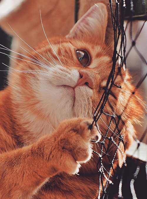 sun-colored-cat-clawing-a-net-and-winking